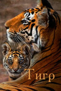 Тигр (2024)