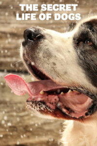 Тайная жизнь собак (2017)